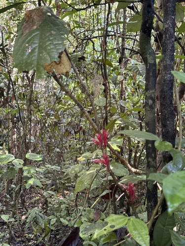 Cyclacanthus coccineus observed 2026-03-15