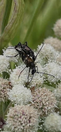 iNaturalist observation photo of Etorofus propinquus