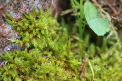 Calliergonella cuspidata