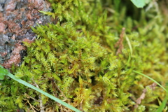 Calliergonella cuspidata