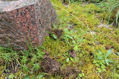 Calliergonella cuspidata