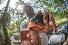 Pygocentrus nattereri