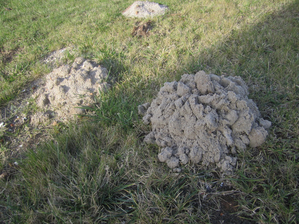 Iberian Mole