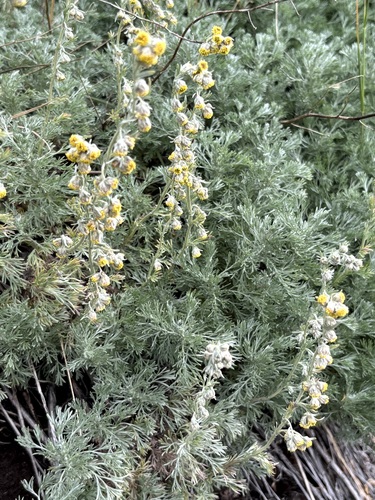 Artemisia frigida