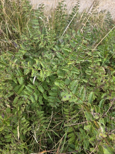 Coriaria kingiana, photograph 6