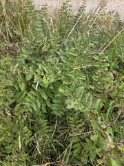 Coriaria kingiana, photograph author not stated, no rights reserved