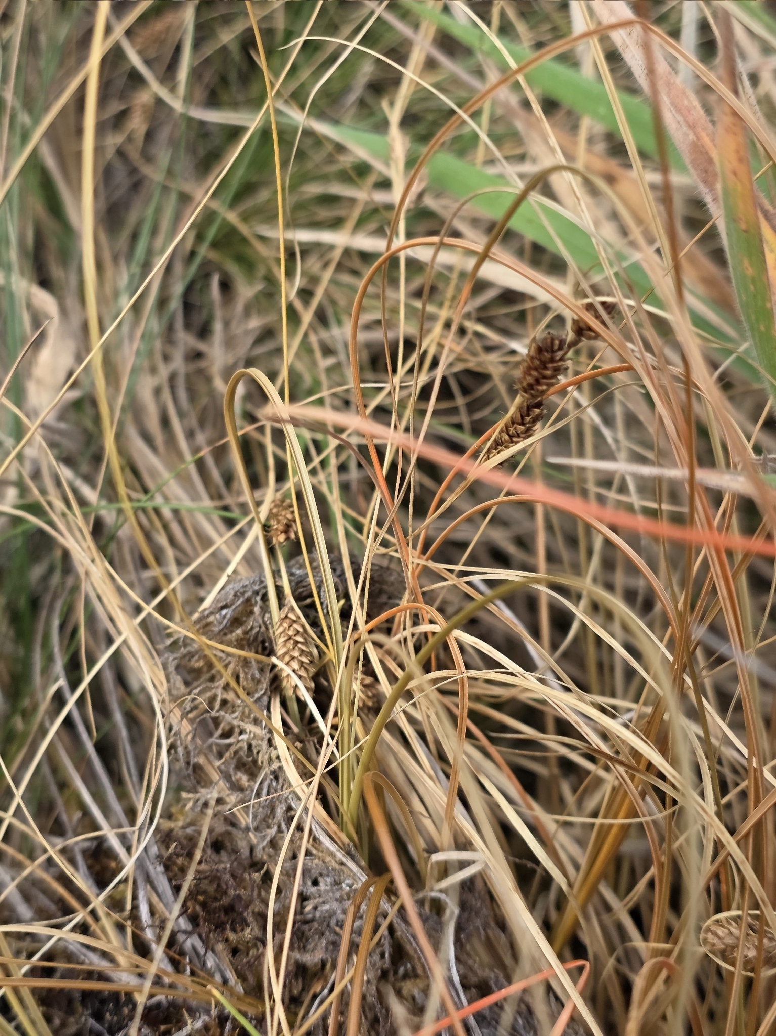 Imagem de Carex comans