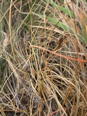 Carex comans, photograph author not stated, no rights reserved