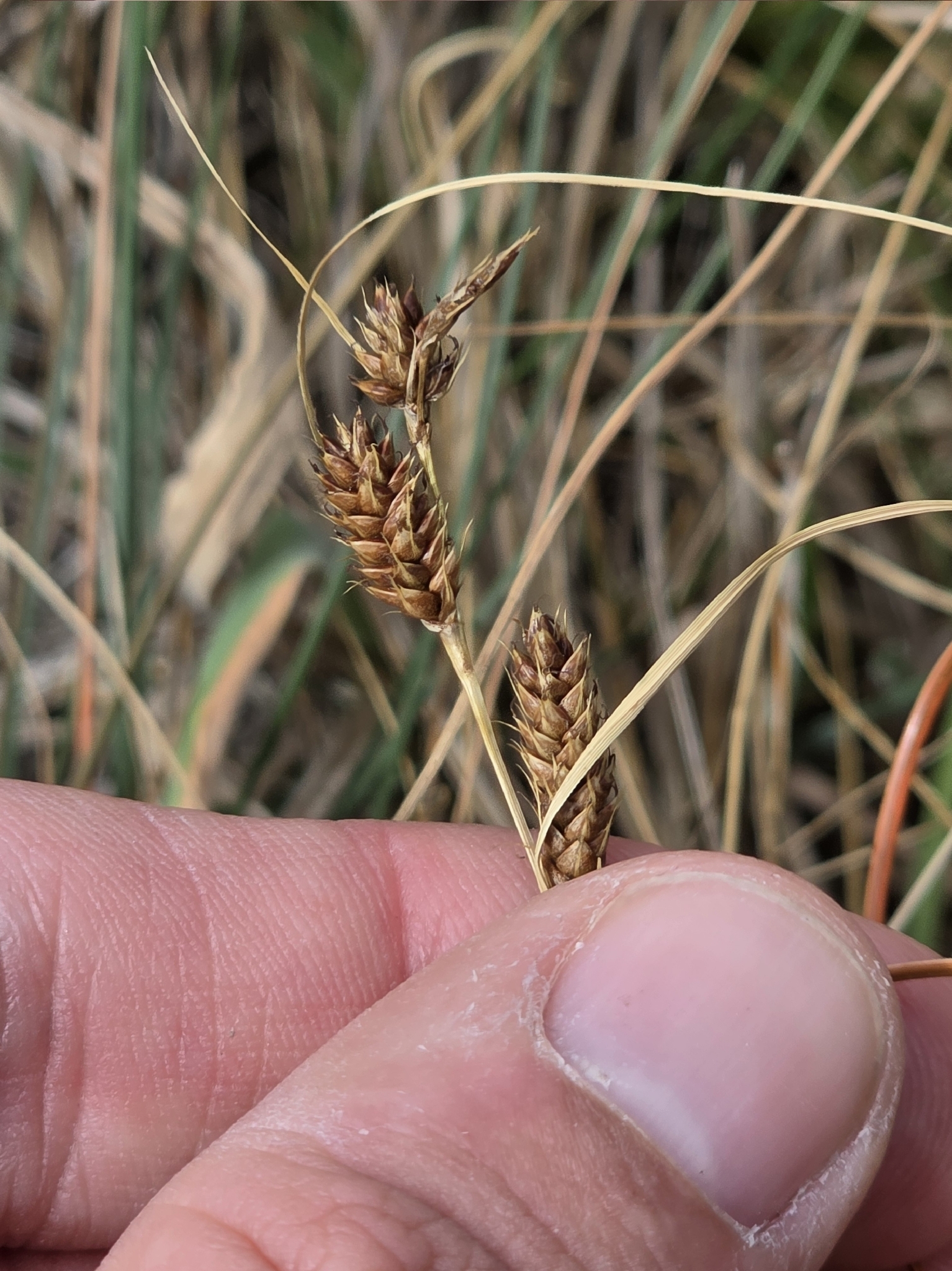 Imagem de Carex comans