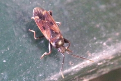 Eremocoris fenestratus