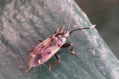 Eremocoris fenestratus