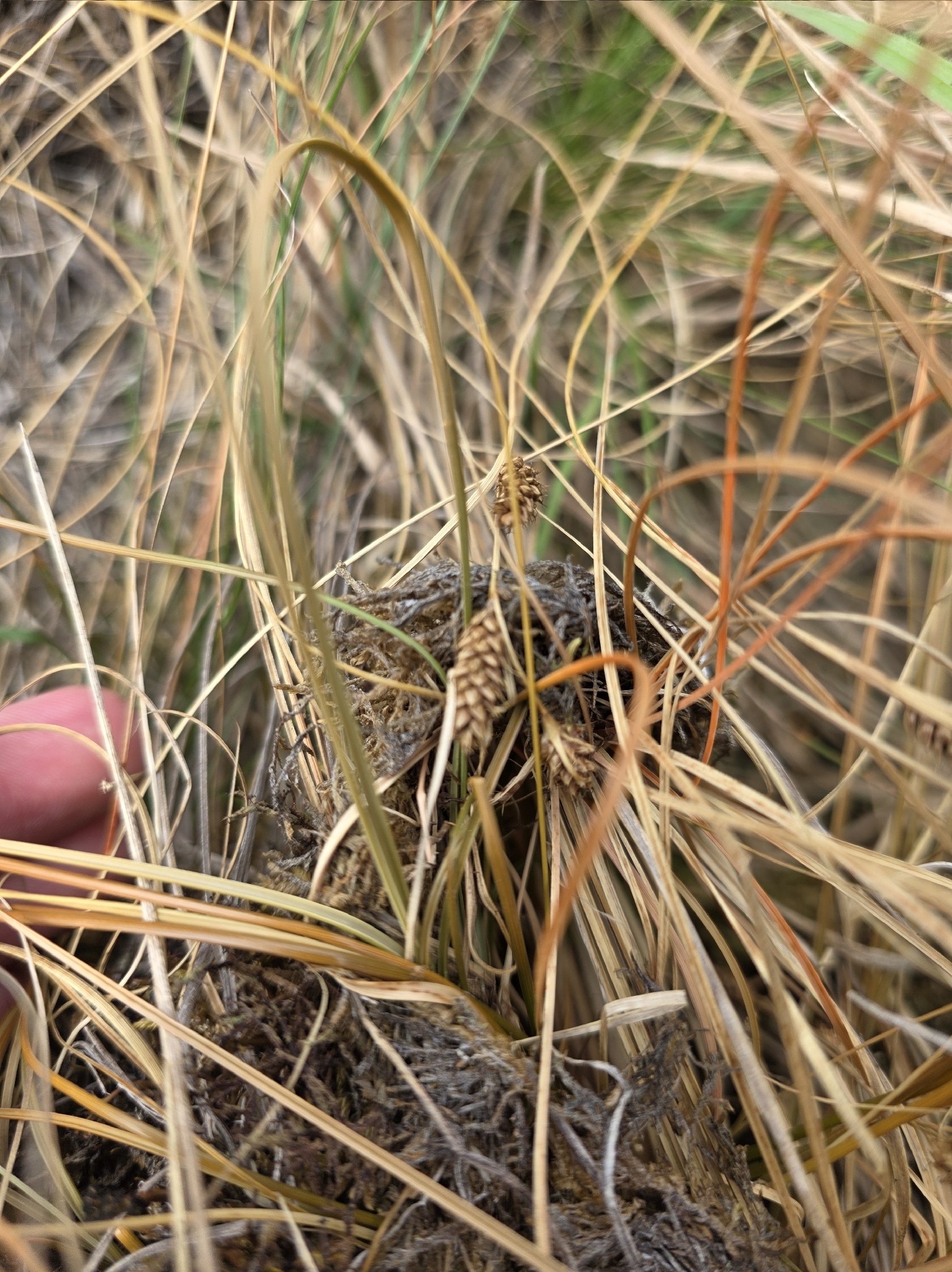 Imagem de Carex comans
