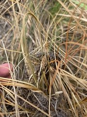 Carex comans, photograph author not stated, no rights reserved