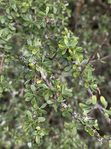 Olearia virgata (Olearia virgata)