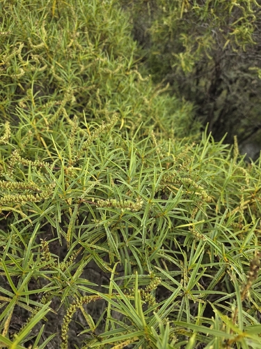 Tree Hebe (Veronica parviflora)