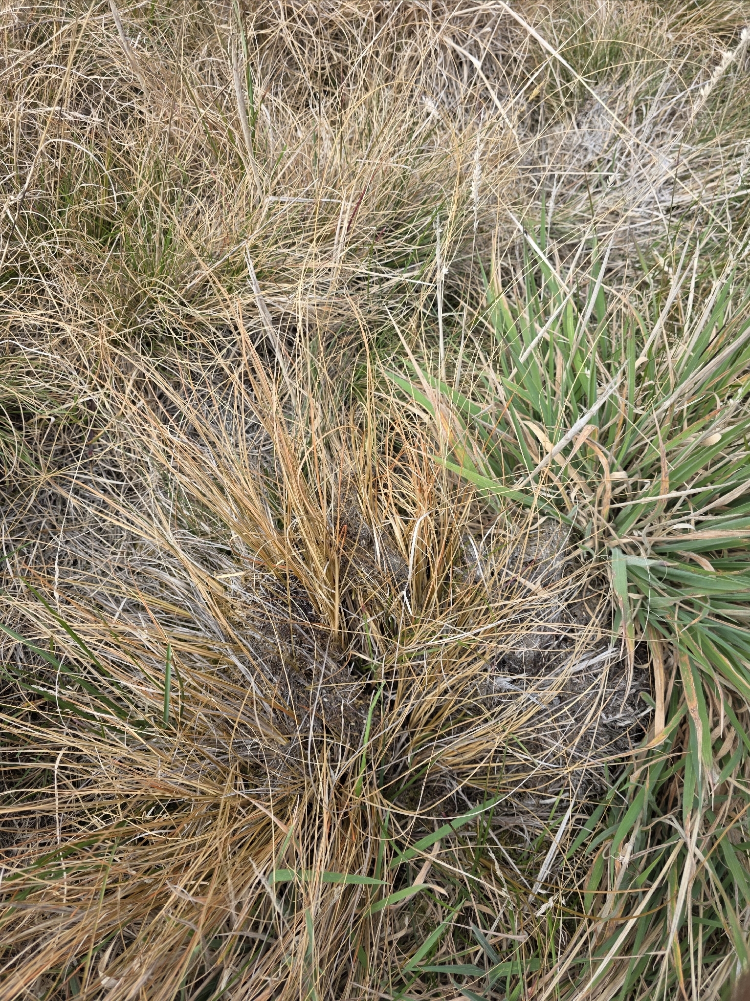 Imagem de Carex comans