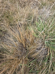 Carex comans, photograph author not stated, no rights reserved