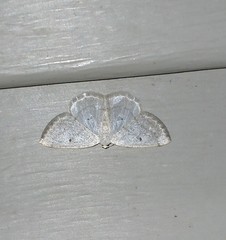 Lomographa glomeraria