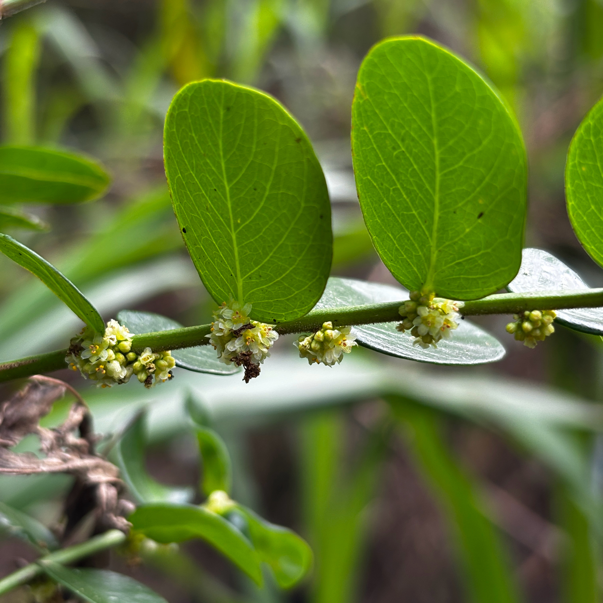 Phyllanthus marianus