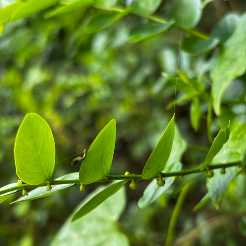 Phyllanthus marianus observed 2026-03-20