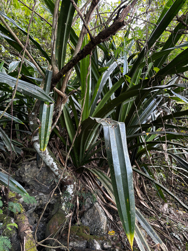 Pandanus dubius, photograph 3