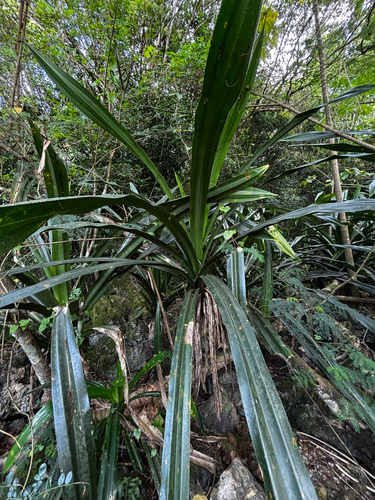 Pandanus dubius (Pandanus dubius)