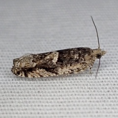 Chimoptesis gerulae