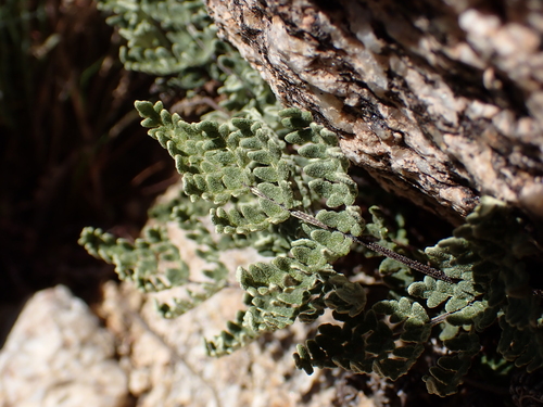 California Cloak-fern (Notholaena californica)