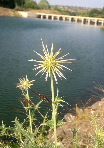 Indian Globe Thistle