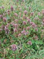 Lamium purpureum