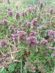 Lamium purpureum