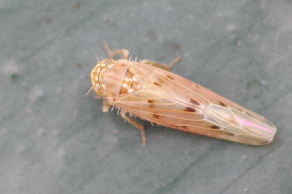 Balclutha punctata