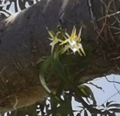 Outstanding Angraecum (Angraecum praestans)