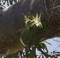 Angraecum praestans
