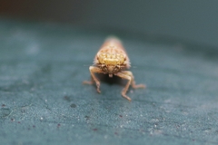 Balclutha punctata