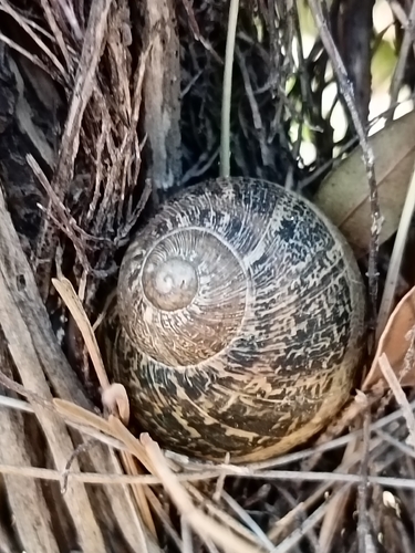 Cornu aspersum