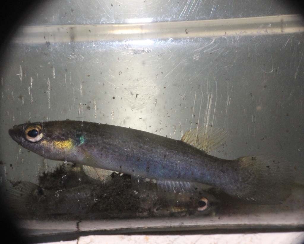 Rivulus de Cuba (Rivulus cylindraceus)