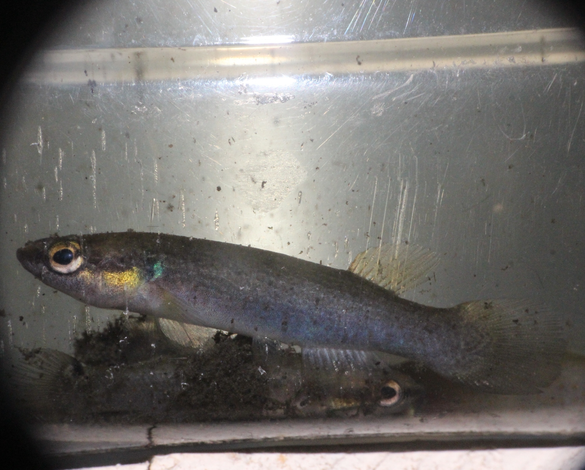 Rivulus cylindraceus