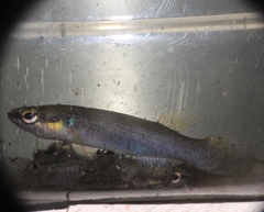 Cuban Rivulus photo 1