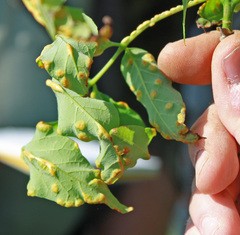 Puccinia sparganioidis