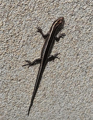 Elegant Snake-eyed Skink