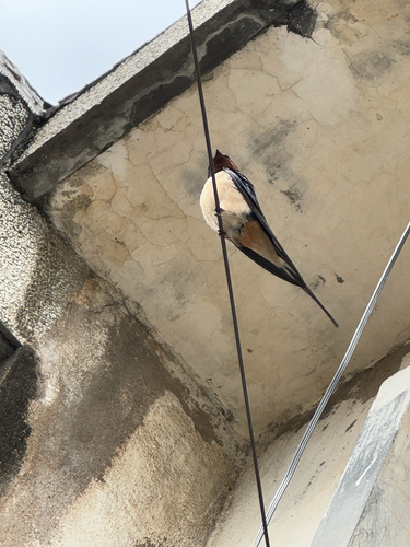 Barn Swallow