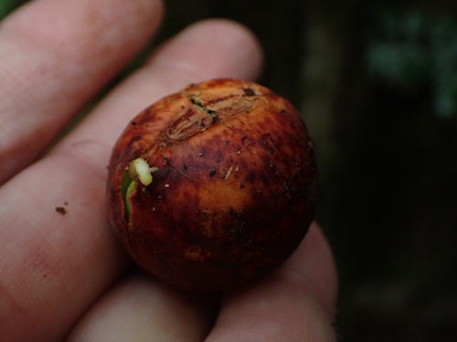 Austrocallerya australis observed 2026-03-20