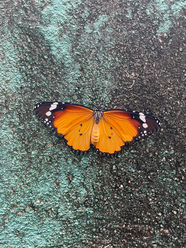 Plain Tiger Butterfly