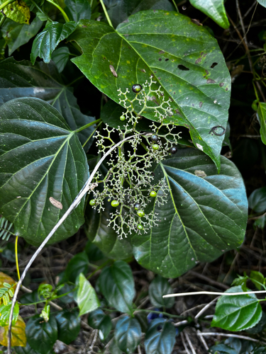 Herbal Tree (Premna serratifolia)