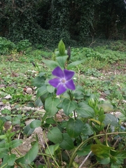 Vinca major