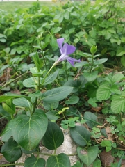 Vinca major