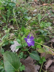 Vinca major