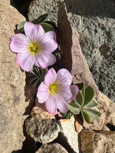 Silver Shamrock (Oxalis adenophylla)