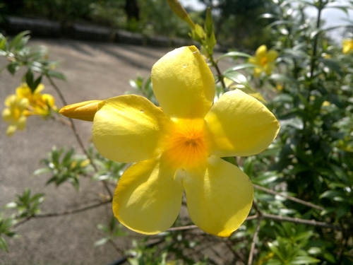 Golden Trumpet